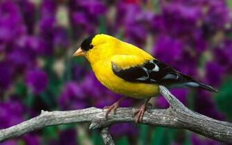 Wallpaper Flowers On The Bright Feathers Of Birds Photo