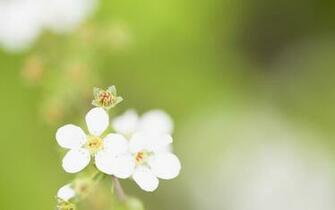 Widescreen HD Wallpaper Nature Flowers Spring Blooming