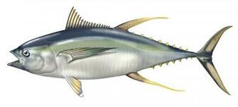 Tuna HD Wallpaper This