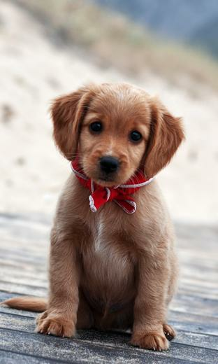 Nice Puppies HD Live Wallpaper For Android