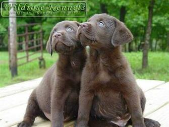 Chocolate Lab Wallpaper