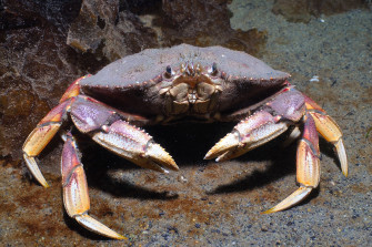 Dungeness Crab Wallpaper