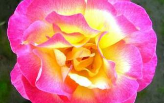 Pink Yellow Rose Wallpaper HD