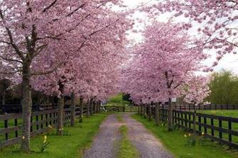 Wallpaper Fond D Cran Nature Arbres Cerisiers Japonais Le