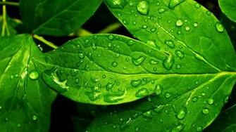 Virtual Fun The Most Beautiful Natural Beauty Desktop Wallpaper