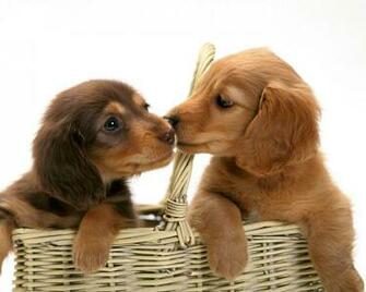 Miniature Dachshund Puppies Wallpaper
