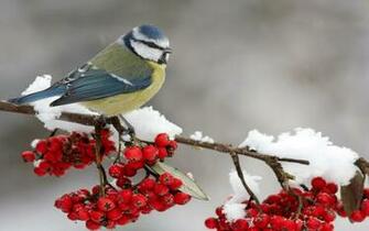 Winter Bird HD Wallpaper
