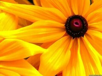 Flowers Wallpaper Yellow