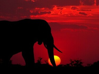 Ger For Wallpaper Elephant