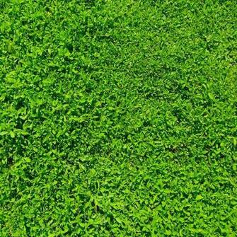 iPad Wallpaper Air Details