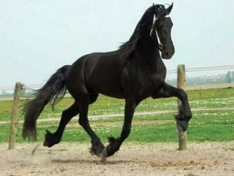 Friesian Horses More Pc Wallpaper For Your Desktop Background