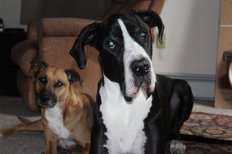 Friends Friendship Great Dane Love Puppy Rescue Dog 4k Wallpaper