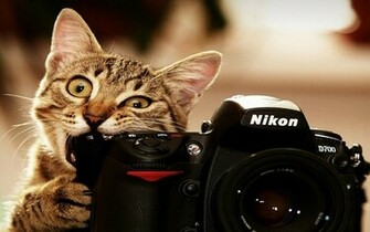 Funny Cat Animal Bwalles Gallery