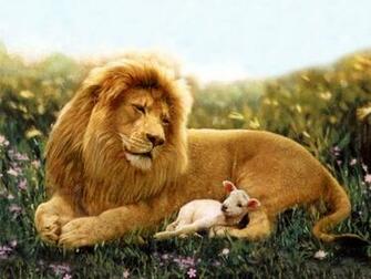Lion And Lamb Wallpaper Which Is Under The
