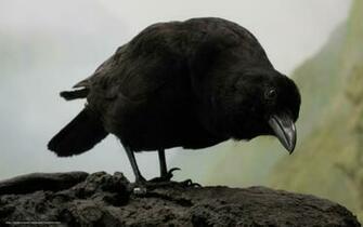 Wallpaper Raven Bird Desktop In The