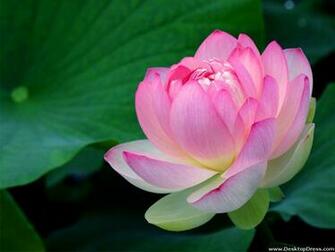 Desktop Wallpaper Flowers Background Lotus Desktopdress