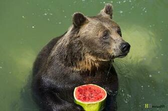 Bear Desktop Wallpaper High Definition