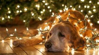 Dog In Christmas Lights HD Wallpaper Nodak Electric