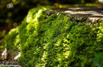Wallpaper Moss Tree Stump Full HD 2k 4k By Hackingdutchman On