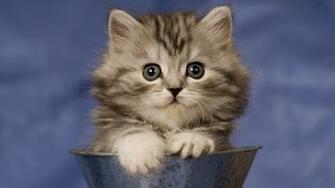 All In One Wallpaper Super Cute Cats