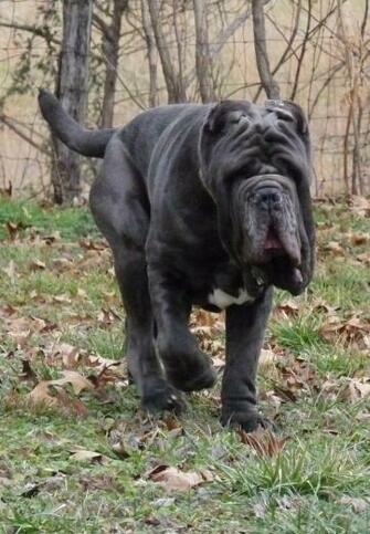 This Walking Neapolitan Mastiff Puppy Wallpaper Ed Persons