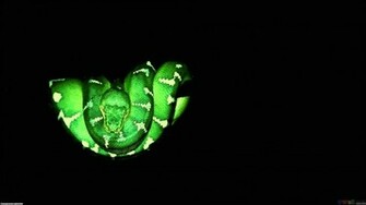 Wallpaper Green Snake Photo For Desktop