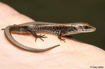 Elgaria Coerulea Shastensis Image