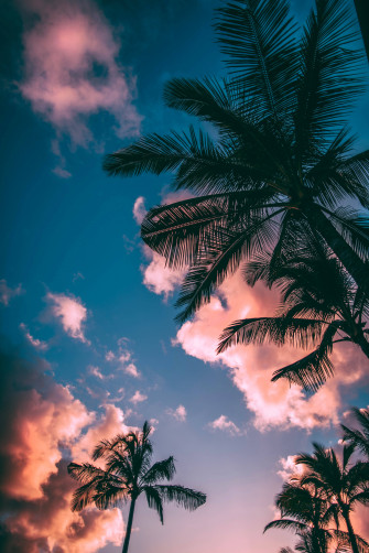 A Lush Vibrant Summer Day Wallpaper