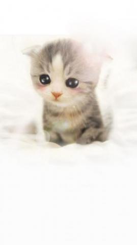 Cute Scottish Fold Kitten iPhone Plus HD Wallpaper