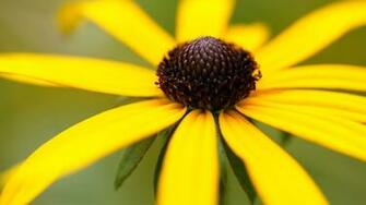 Windows Wallpaper HD Flower