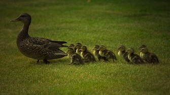 Baby Ducks Wallpaper Wildlife Birds