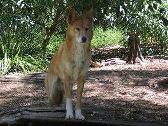 Dingo HD Desktop Wallpaper 7wallpaper Net