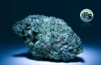 Xmas Kush HD Weed Wallpaper
