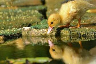 HD Wild Animal Wallpaper Picture Archive