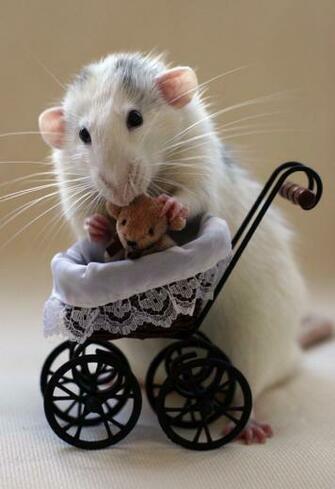 Gallery Utimate Desktop Wallpaper A Lovely Cute Mouse