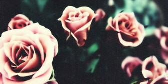 Background Black And White Roses Pink Jpg