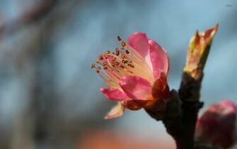 Peach Blossom Wallpaper Flower