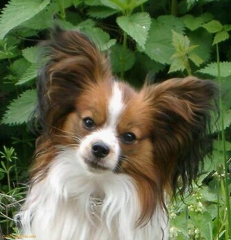 Papillon Dog Breed Puppies 46kb