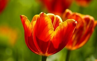 Red Tulips Wallpaper