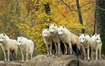 Wolf Pack Wallpaper With Many Wolves HD Animals