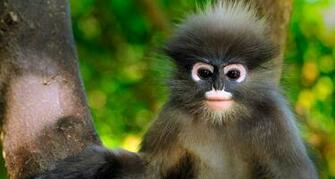 Corbis Bing Germany Wallpaper