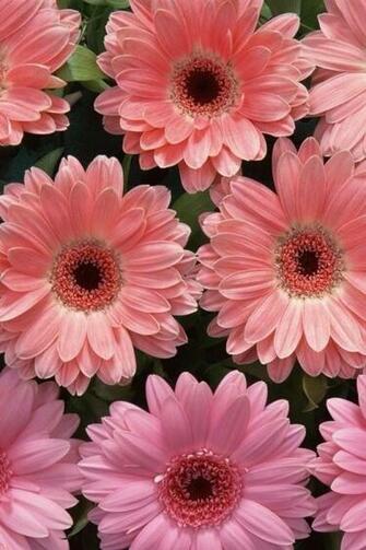 Pink Daisies iPhone Wallpaper Flower