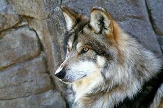 Gray Wolf Wallpaper Stones HD Desktop