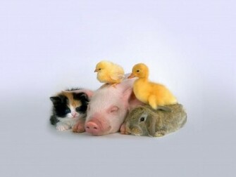 Miss Piggy Y Amigos Wallpaper