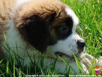 St Bernard