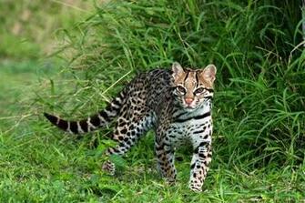 Ocelot Wallpaper HD For Desktop Background