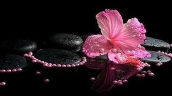 Flowers Hibiscus Wallpaper HD Wallpaperask