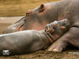 Hippos Image Hippo Wallpaper HD And Background
