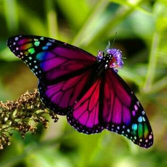 Wnp Wallpaper Pictures Rainbow Beautiful Butterfly