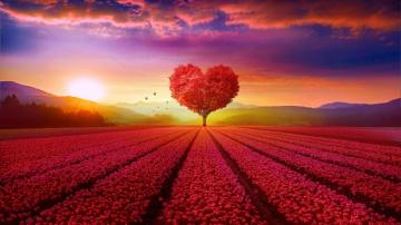 Beautiful Heart Tree Landscape Scenery 4k Wallpaper